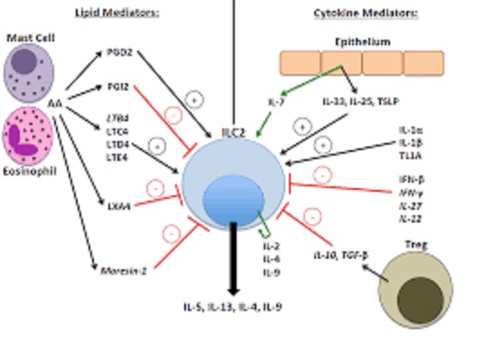 ILC2の制御機構を解説する図
