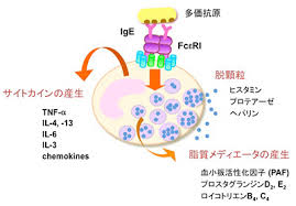 肥満細胞からさまざまな物質が放出されることを示す図