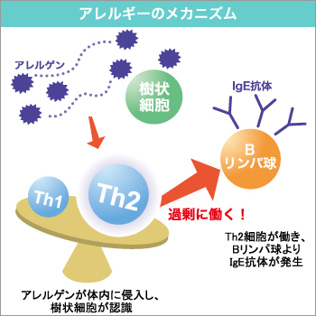 Th2リンパ球がTh2サイトカインを産生してアレルギー反応を起こすことを説明した図