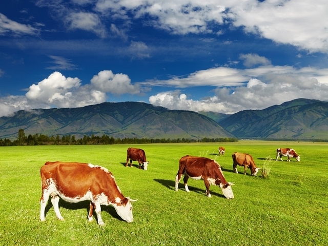 広大な草原で草を食べる牛たち