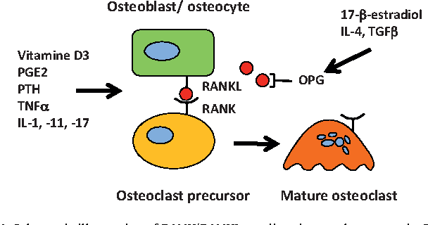 RANKLによる破骨細胞の分化制御についてまとめた図