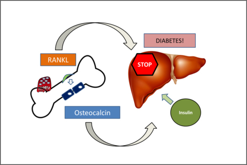 RANKLの糖尿病への関与