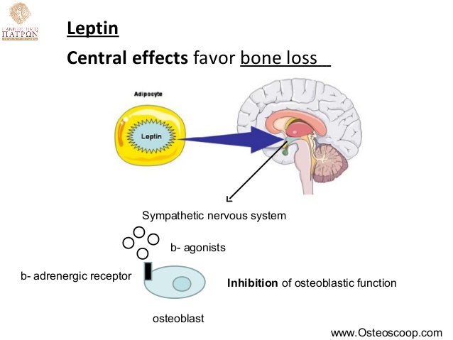 レプチンの骨量減少作用の解説図