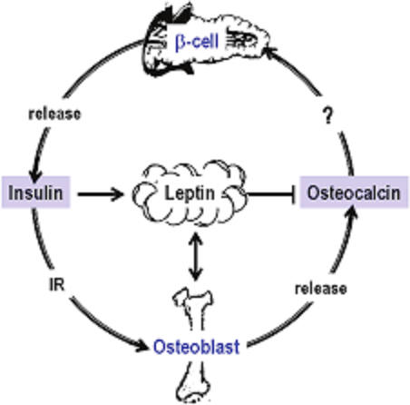 レプチンのオステオカルシン産生阻害の解説図