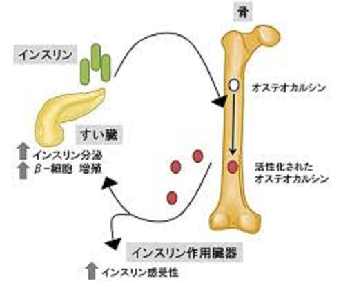 インスリンとオステオカルシンの相互作用の解説図