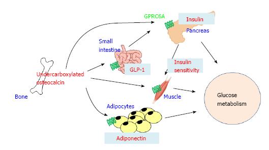 オステオカルシンのGLP-1　アデイポネクチン産生増強作用を示した図