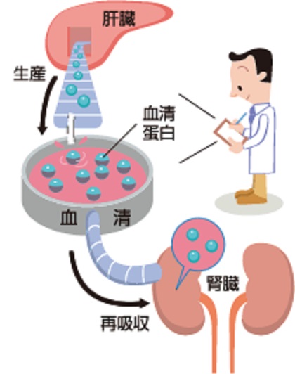 タンパク質は主に肝臓で作られ腎臓で再吸収されることを示す図