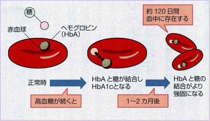 HbA1cが過去1～2か月の血糖値の平均的推移を示すことを説明する図