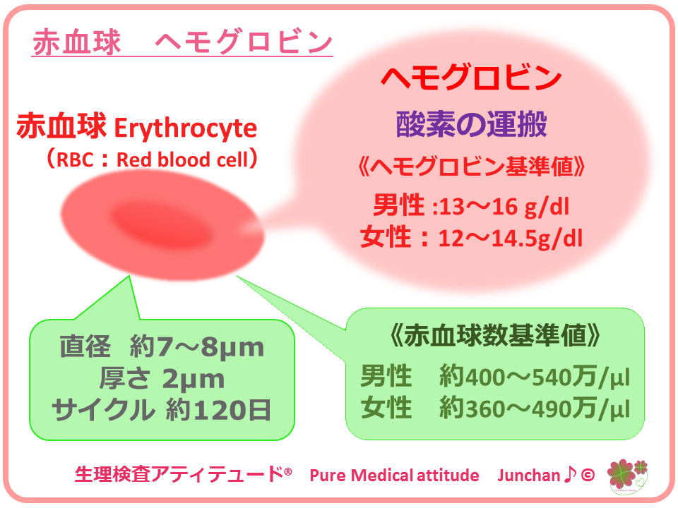 ヘモグロビン（血色素）値　赤血球数を説明する図