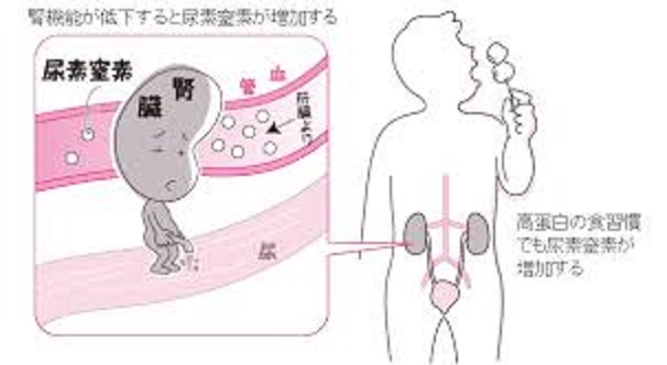 腎機能低下が起こり　尿素の排泄能力が低下すると 　血中の尿素が増加することを示す図