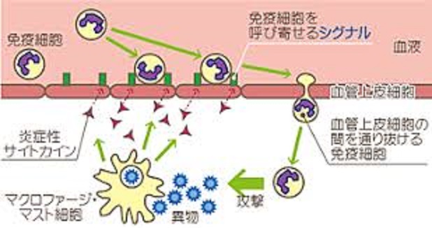 炎症の場への白血球の浸潤を示す図