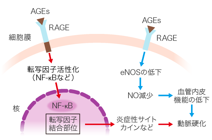 AGEとRAGEの結合により炎症性サイトカイン産生が誘導される過程を示す図