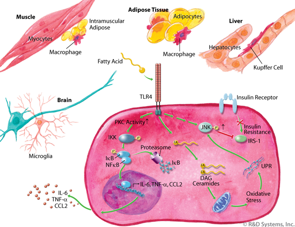 TLR4が長鎖飽和脂肪酸を認識して炎症が起こる過程を示す図