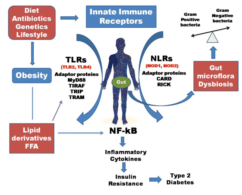 飽和脂肪酸のTLR4刺激を介したインスリン抵抗性誘導を示す図