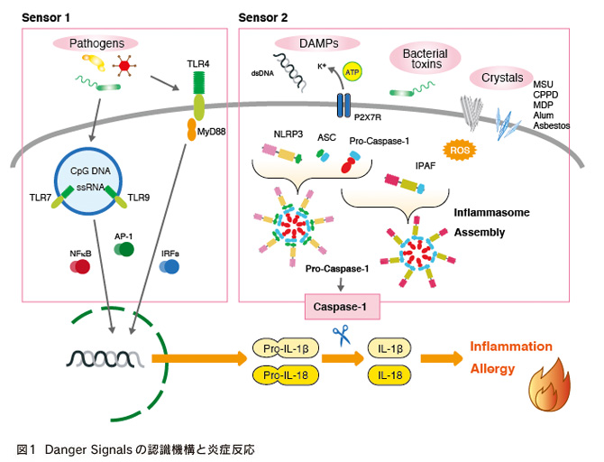 カスペース1による炎症性サイトカイン活性化を説明した図