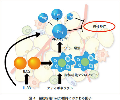 IK-33による制御性T細胞の維持機構を示す図
