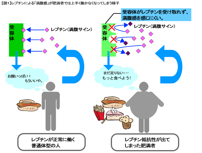 レプチン抵抗性により食欲増加　肥満が生ずることを説明する図