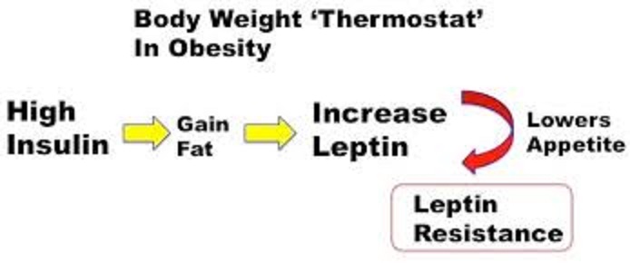 インスリンが体重設定値を上げることを示す図