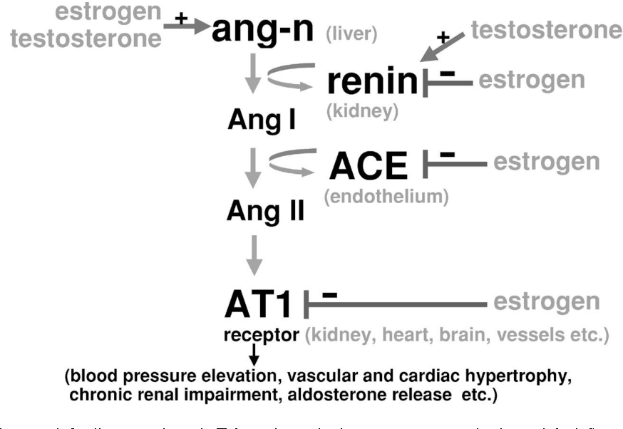 エストロゲンが腎臓のレニン・アンギオテンシン・アルドステロン系を抑制することを示す図