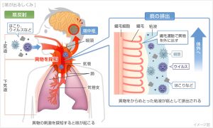 痰はなぜ生じるか | 高橋医院