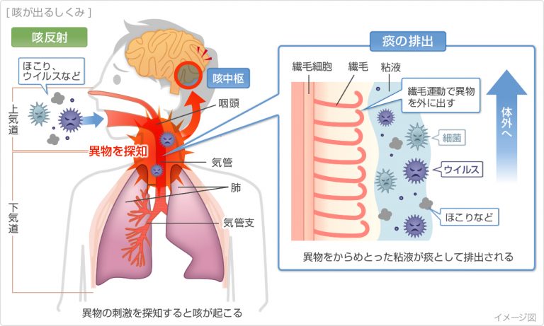 鼻