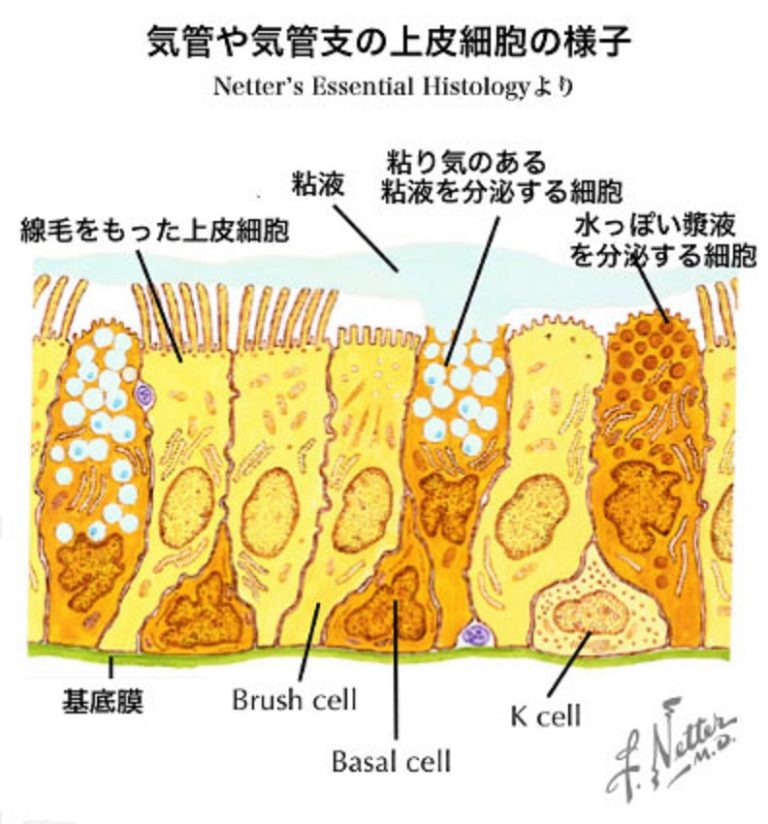 痰はなぜ生じるか | 高橋医院