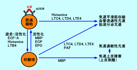 ヒスタミン　PGD2　ロイコトリエンC4/D4/E4などによる気道平滑筋の収縮を示す図