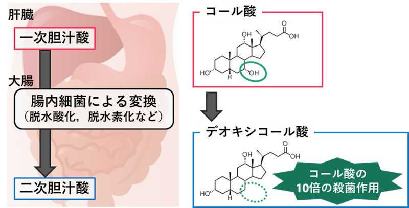 二次胆汁酸酸の働きを示す図