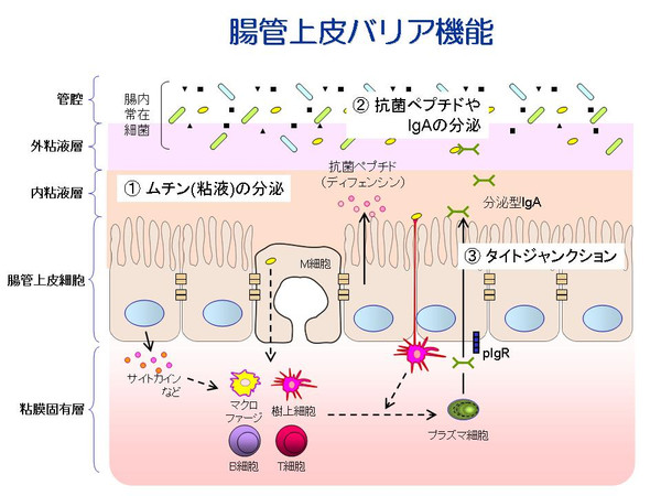 腸管バリアの説明図