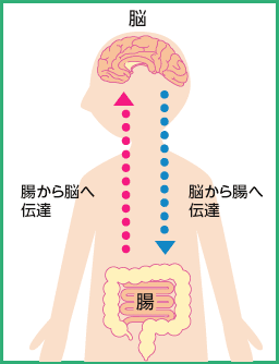 脳腸相関についてまとめた図