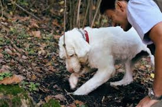 土を掘るトリュフ犬を見守るトリュフハンター