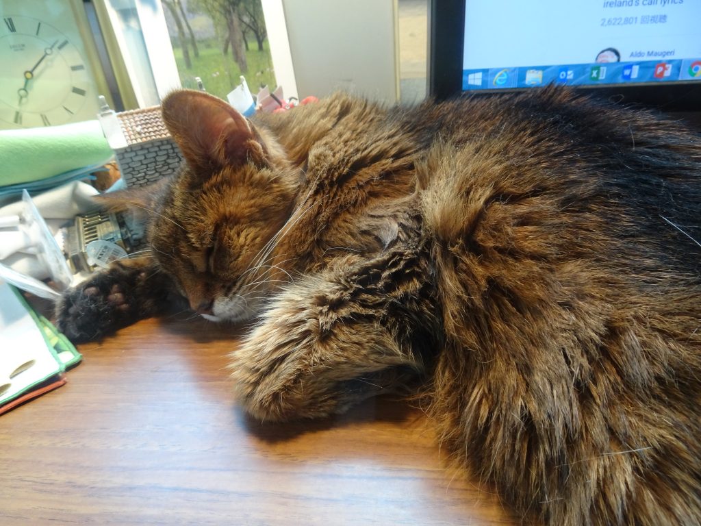 机の上で二度寝するローズ