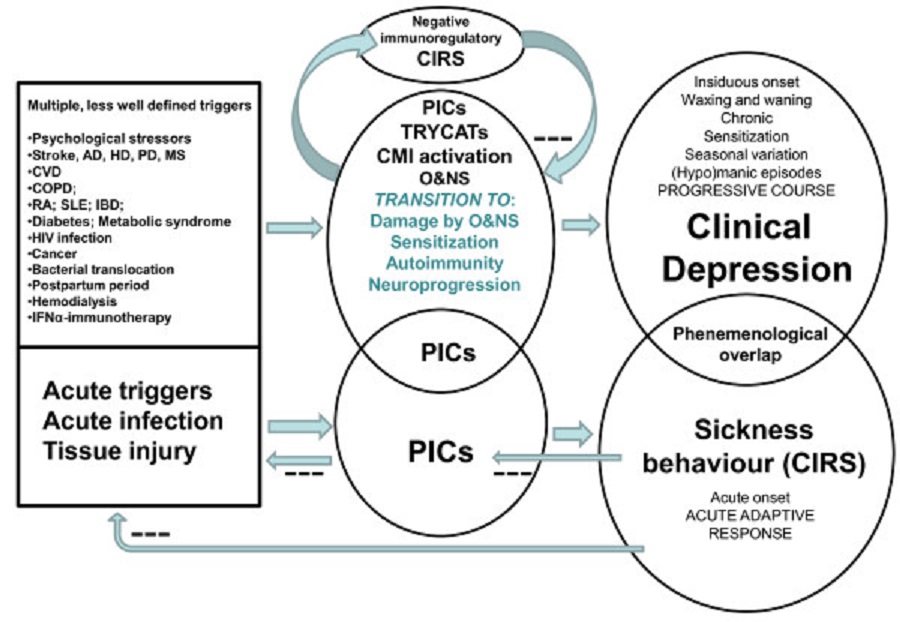 Sickness Behavior症候群とうつ病の関連を示す図