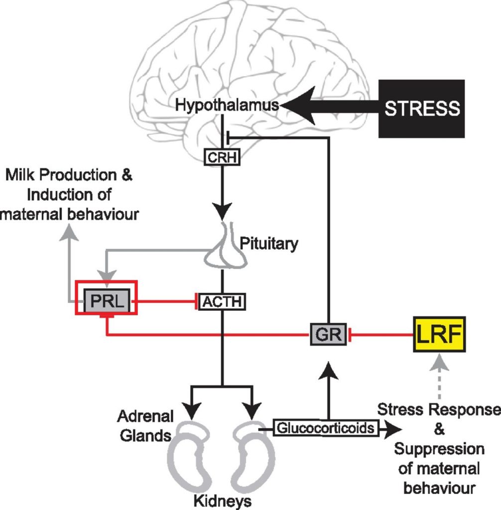 プロラクチン分泌とストレスの関係を説明する図