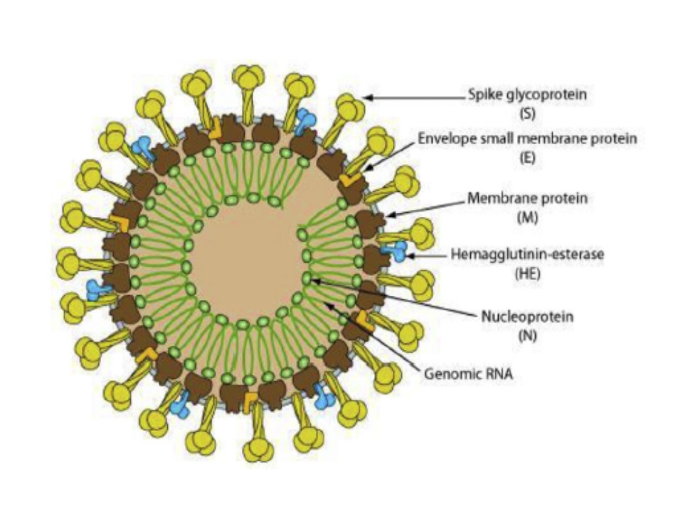 新型コロナウイルスの表面構造