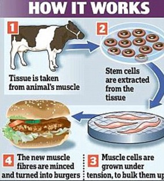 培養肉の製造過程を示す図