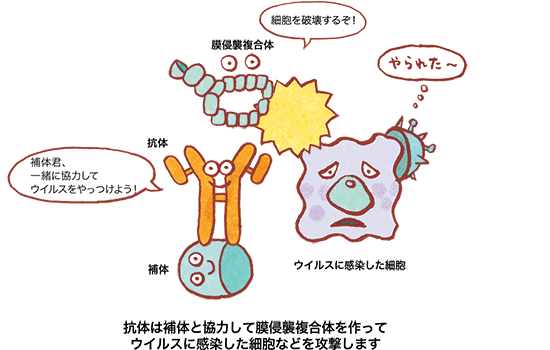 抗体による抗原の排除を説明した図