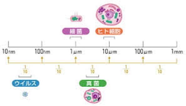 細胞　細菌　ウイルスの大きさを比較した図