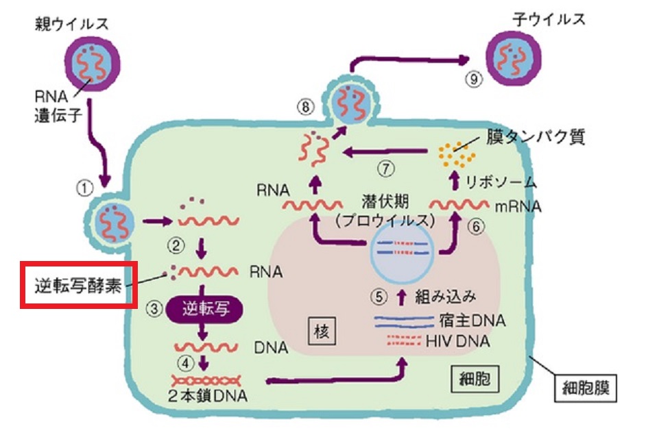 レトロウイルスと逆転写酵素について説明する図