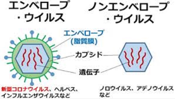 エンベロープウイルス　ノンエンベロープウイルスの違いを示す図