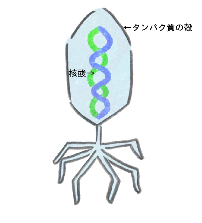 バクテリオファージの形態