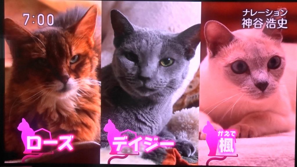 我が家のネコたちが出演しているNHKの「ニャンぶらり」の画面
