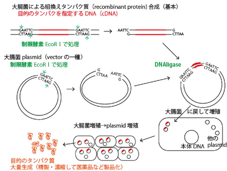 遺伝子導入によるタンパク質産生について説明した図