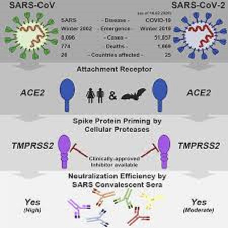SARS　新型コロナウイルスがともにスパイクタンパクを用いて細胞に吸着することを示す図