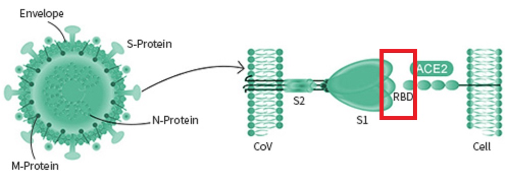 スパイクタンパク　RBDの構造を示す図