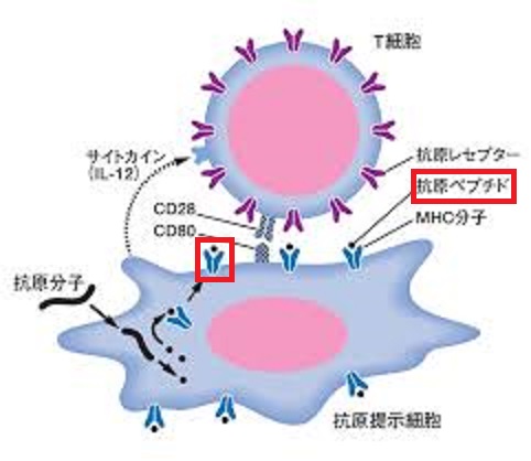 Tリンパ球への抗原提示について説明する図