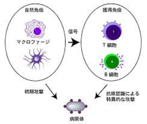自然免疫系と獲得免疫系の共同作業について説明する図