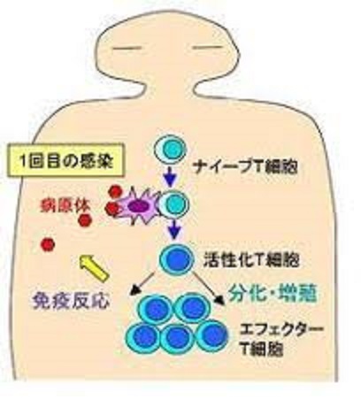 一次免疫応答について説明する図