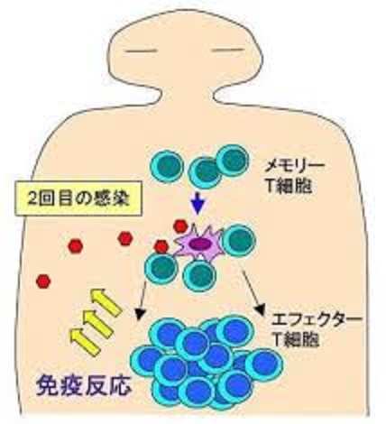 二次免疫応答について説明する図
