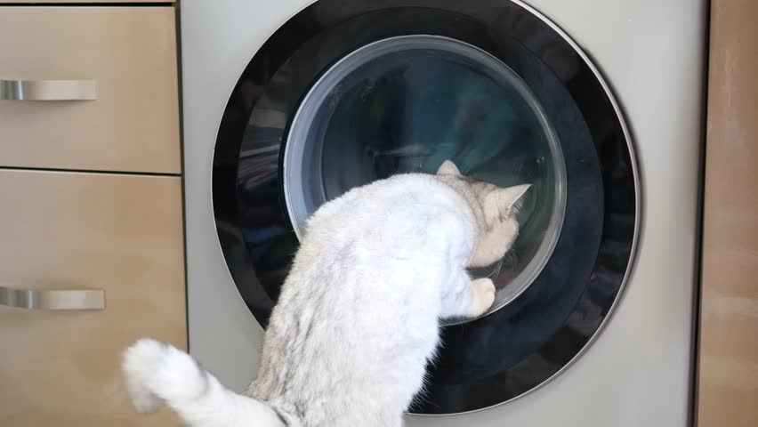 洗濯機を覗きこむ楓
